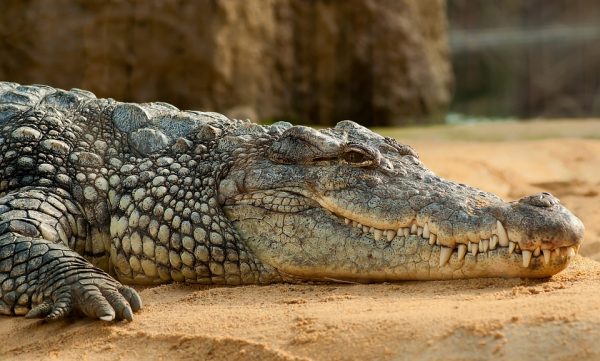 nile-crocodile-245013_960_720